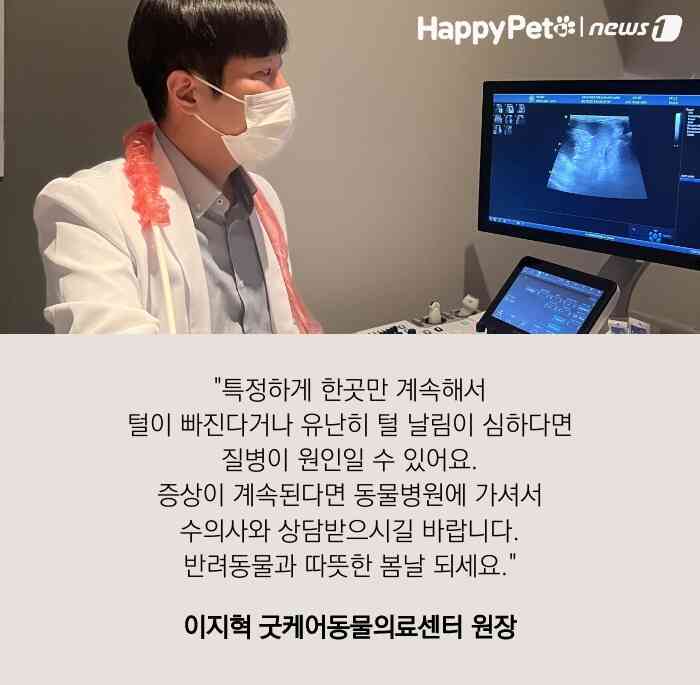 펫카드(카드뉴스 제작툴_tyle.io)