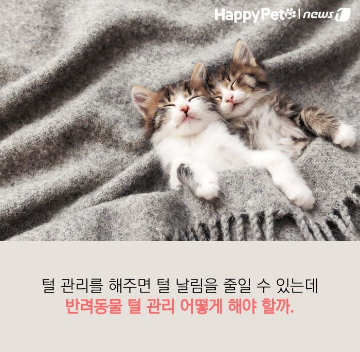 본문 이미지 -  