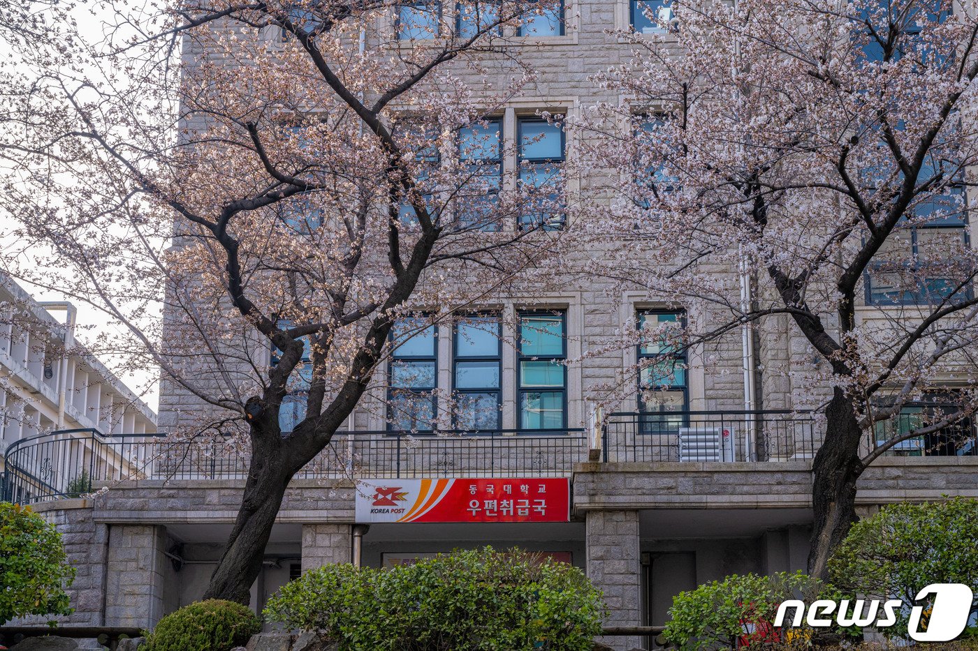 본문 이미지 - 동국대 우편취급국 벚꽃