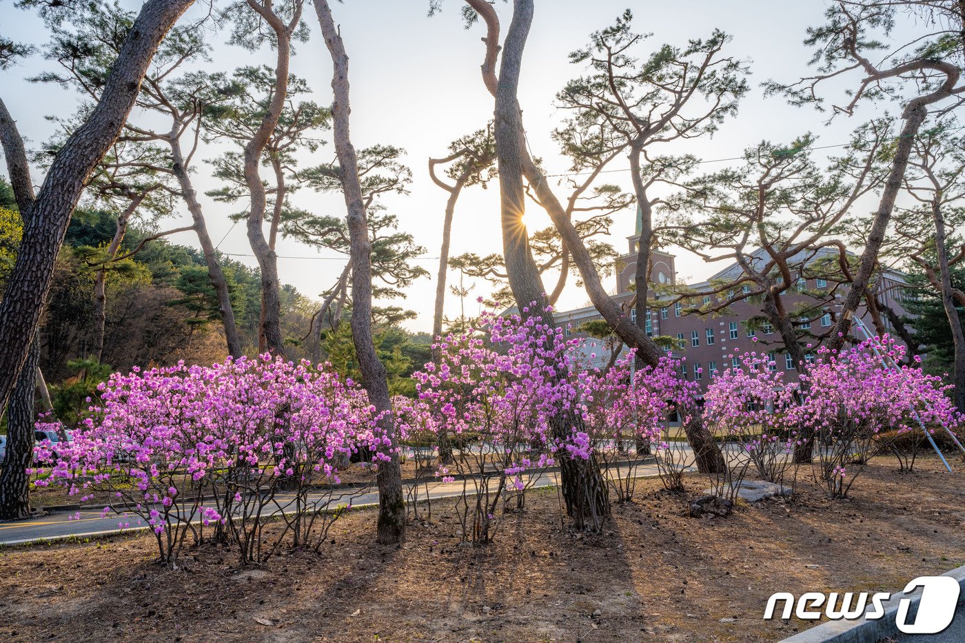 삼육대 소나무와 진달래