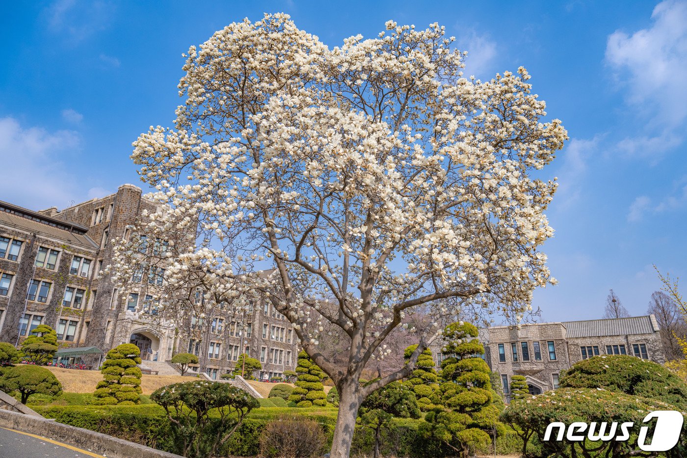 연세대 연희관 앞 목련