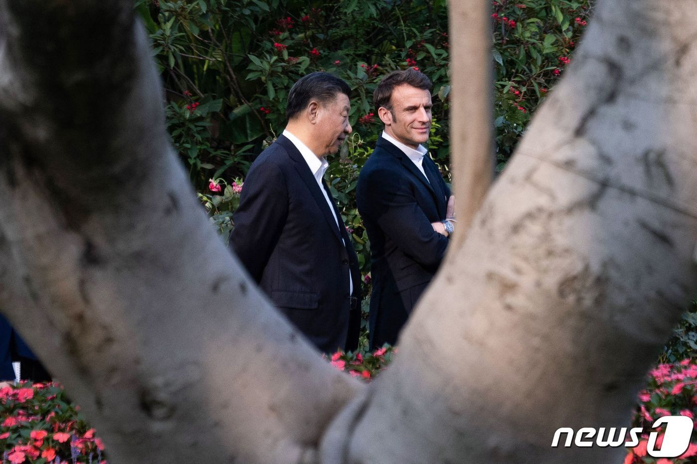 본문 이미지 - 시 주석이 7일 광저우 성장 관저 정원에서 마크롱 프랑스 대통령과 산책을 하고 있다. ⓒ AFP=뉴스1 ⓒ News1 우동명 기자