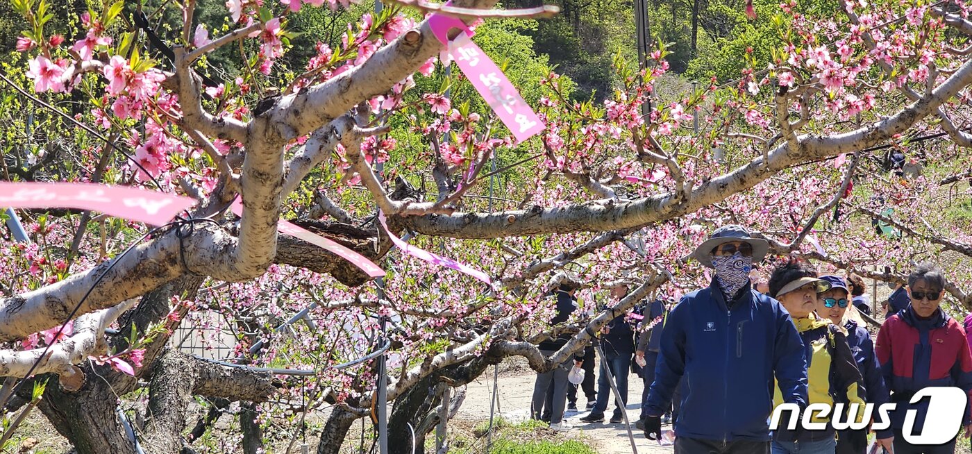 본문 이미지 - 8일 경북 경산시 남산면 반곡지 일원에서 열린 '복사꽃길 걷기'행사에 참여한 시민들이 복사꽃이 만발한 밭 사이로 걷고 있다. 반곡지는 수백년된 왕버들 20여 그루가 줄지어 선 나무터널이 문화체육관광부 '사진찍기 좋은 녹색명소'로 선정된 곳이다. 2023.4.8/뉴스1 ⓒ News1 정우용 기자