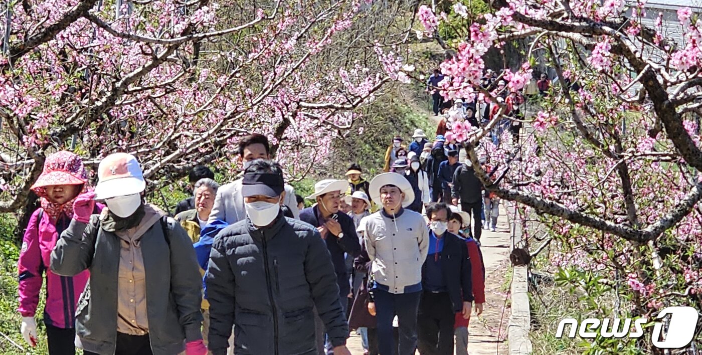 본문 이미지 - 8일 경북 경산시 남산면 반곡지 일원에서 열린 '복사꽃길 걷기'행사에 참여한 시민들이 복사꽃이 만발한 밭 사이로 걷고 있다. 반곡지는 수백년된 왕버들 20여 그루가 줄지어 선 나무터널이 아름다워 문화체육관광부 '사진찍기 좋은 녹색명소'로 선정된 곳이다. 2023.4.8/뉴스1 ⓒ News1 정우용 기자