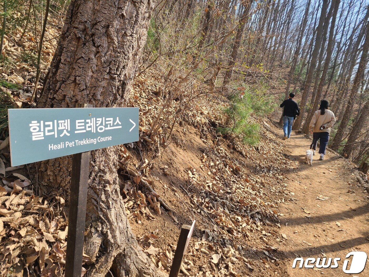본문 이미지 - 홍천 힐리언스 선마을의 힐리펫 트레킹코스./뉴스1 이종재기자