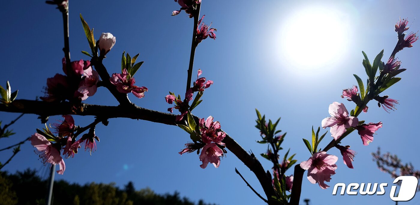 본문 이미지 - 8일 경북 경산시 남산면 반곡지 일원에서 열린 복사길 꽃 걷기 행사장 주변 복숭아밭에 복사꽃이 만발했다. 반곡지는 수백년된 왕버들 20여 그루가 줄지어 선 나무터널이 문화체육관광부 '사진찍기 좋은 녹색명소'로 선정된 곳이다. 2023.4.8/뉴스1 ⓒ News1 정우용 기자