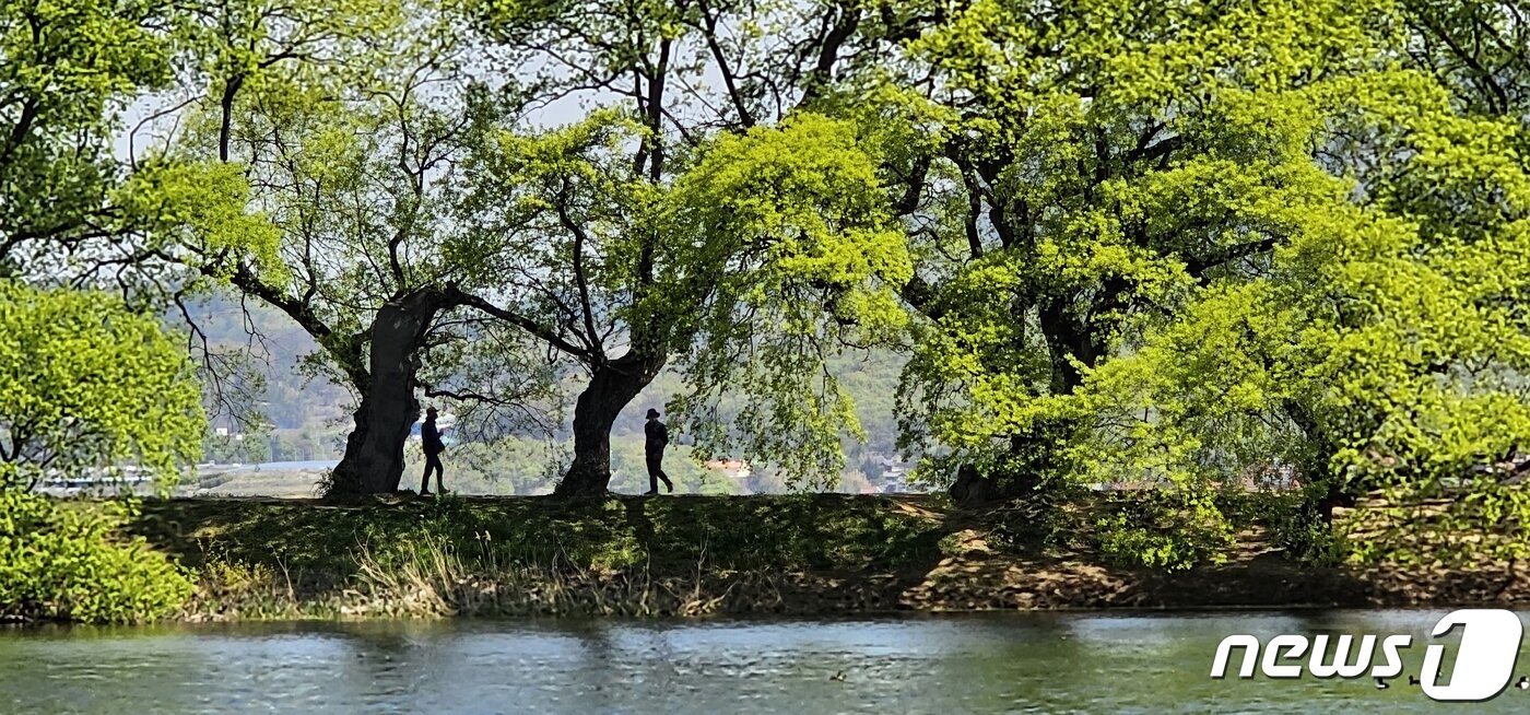 본문 이미지 - 주말인 8일 경북 경산 남산면 반곡지 수백년 된 왕버들 나무에 봄을 맞아 싹을 틔운 연두색 잎파리들이 햇살을 받아 환상적인 풍경을 연출하고 있다. 반곡지는 수백년된 왕버들 20여 그루가 줄지어 선 나무터널이 문화체육관광부 '사진찍기 좋은 녹색명소'로 선정된 곳이다. 2023.4.8/뉴스1 ⓒ News1 정우용 기자