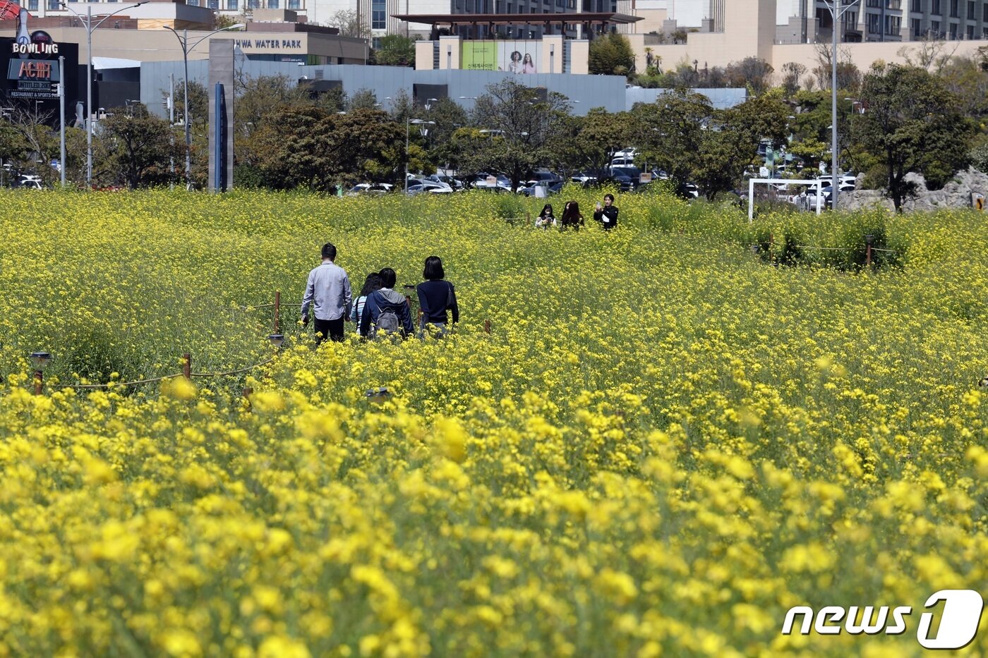 본문 이미지 - 9일 오전 제주 서귀포시 안덕면 신화월드 인근에 유채꽃이 만발해 봄 기운을 물씬 풍기고 있다.2023.4.9/뉴스1 ⓒ News1 고동명 기자