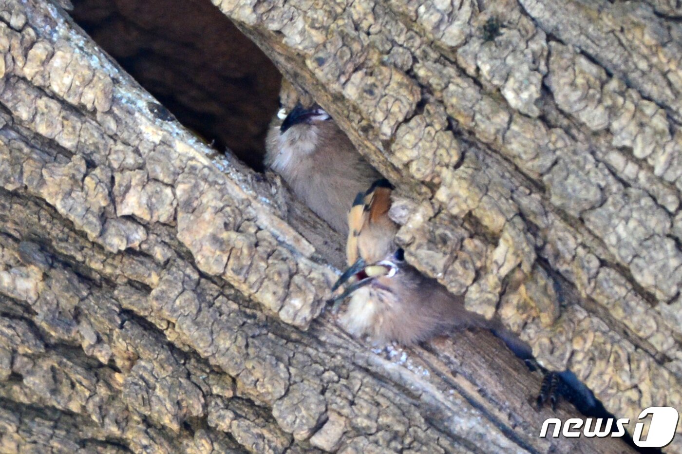 본문 이미지 - 1일 오전 경북 포항시 북구 환여동 해안마을 고목나무에 둥지를 튼 후투티 새끼들이 둥지 밖을 내다보고 있다.2023.5.1/뉴스1 ⓒ News1 최창호 기자