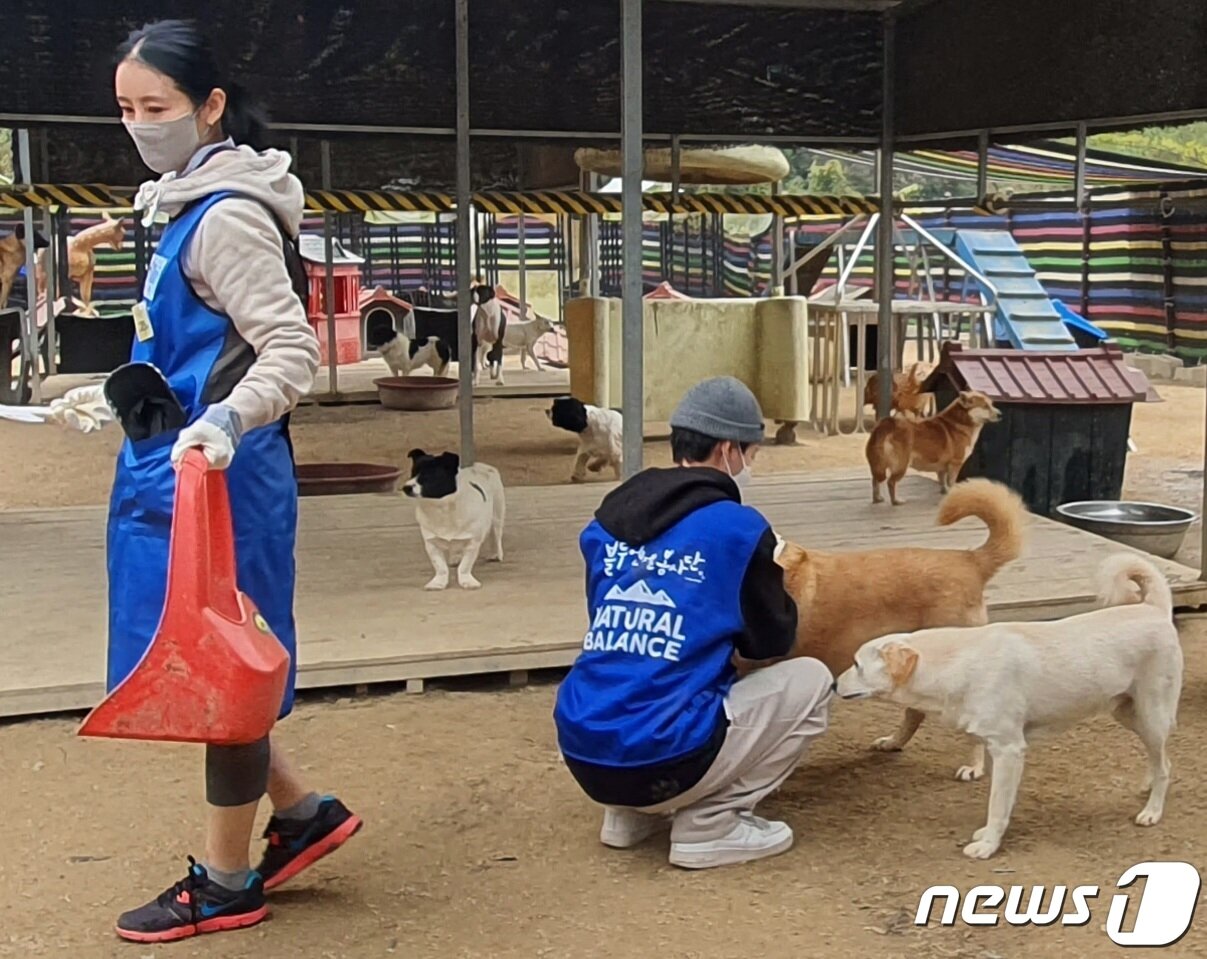 본문 이미지 - 블루엔젤봉사단과 함께 동물보호소에서 봉사활동을 하고 있는 김채연 ⓒ 뉴스1 최서윤 기자