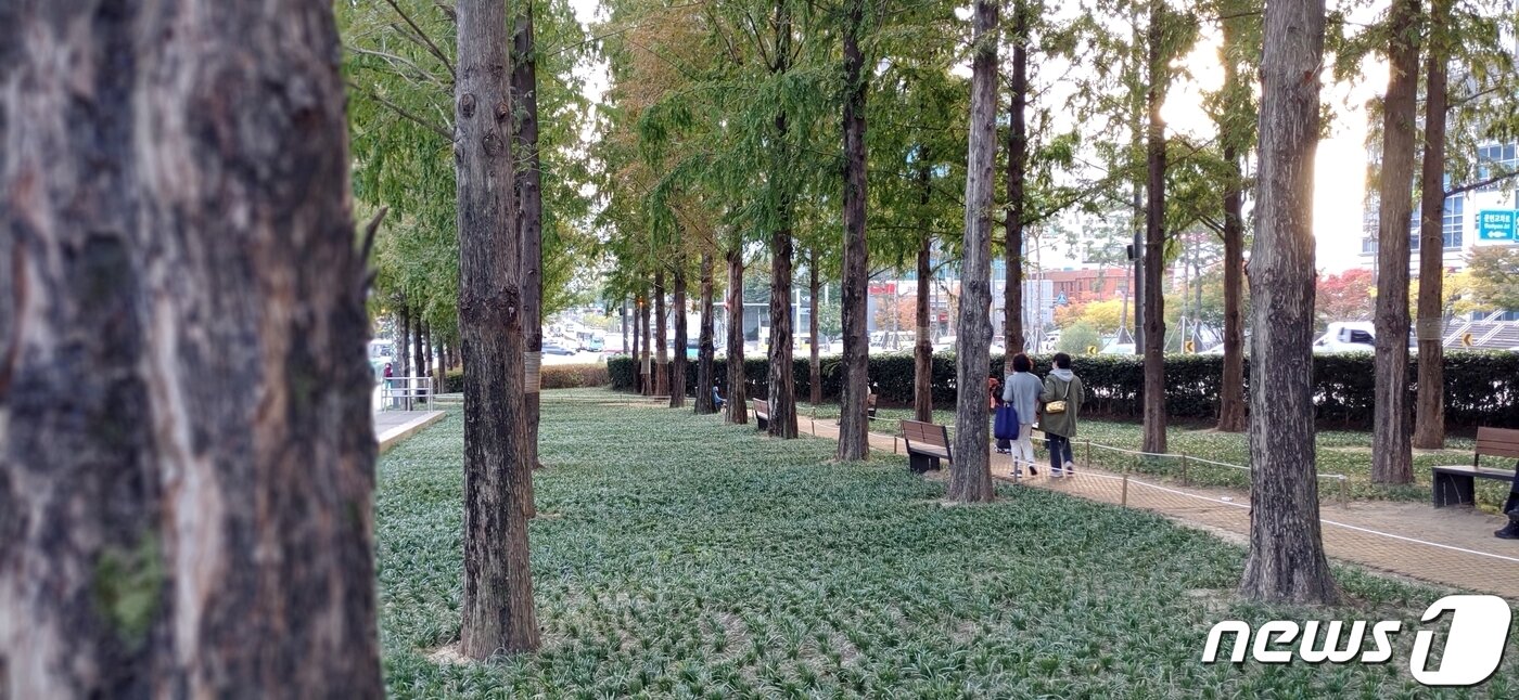 본문 이미지 -  부산광역시 진구 전포동 송상현광장길  (산림청 제공)/뉴스1 
