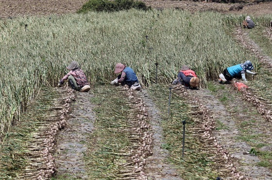 소농 130만원·면적 최대 150만원…서귀포시, 공익직불금 접수