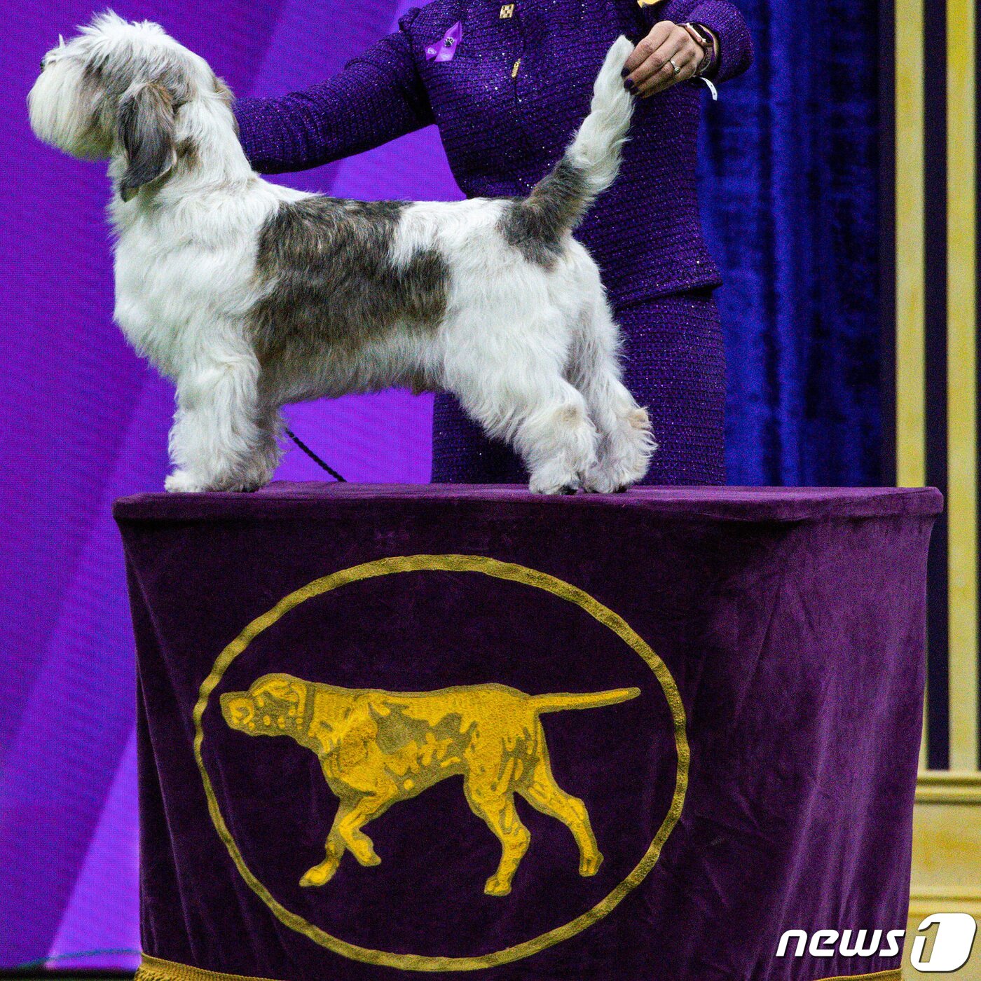 본문 이미지 - 미 캘리포니아 팜스프링스 출신의 6세 남아 버디 홀리가 9일(현지시간) 미국 뉴욕에서 열린 웨스트 민스터 켄넬 클럽 도그쇼에서 방뎅 견종으로는 처음으로 우승을 차지했다. ⓒ 로이터=뉴스1 ⓒ News1 정윤영 기자
