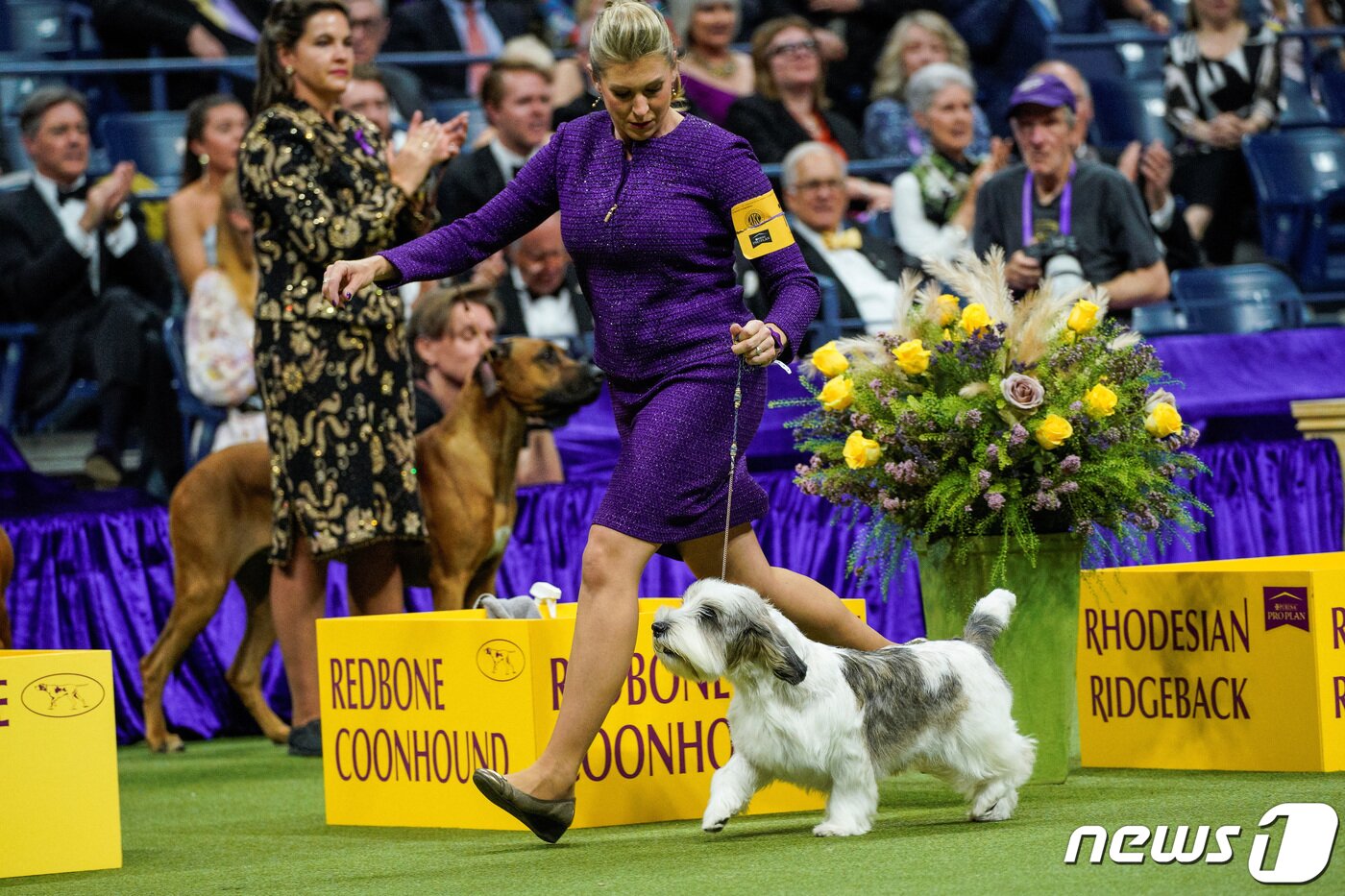 본문 이미지 - 미 캘리포니아 팜스프링스 출신의 6세 남아 버디 홀리가 9일(현지시간) 미국 뉴욕에서 열린 웨스트 민스터 켄넬 클럽 도그쇼에서 방뎅 견종으로는 처음으로 우승을 차지했다. ⓒ 로이터=뉴스1 ⓒ News1 정윤영 기자