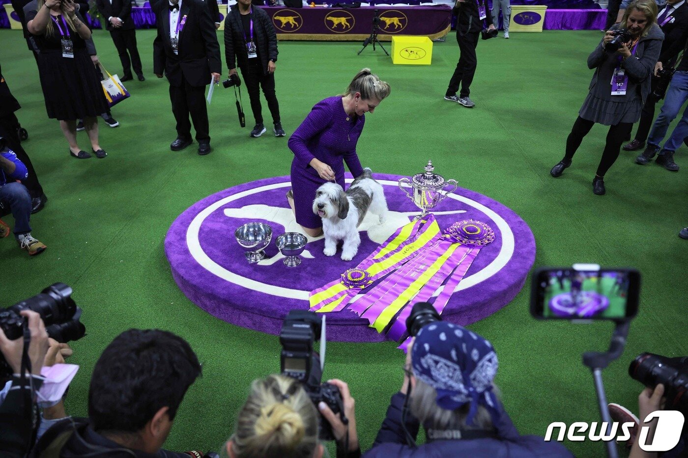 본문 이미지 - 미 캘리포니아 팜스프링스 출신의 6세 남아 버디 홀리가 9일(현지시간) 미국 뉴욕에서 열린 웨스트 민스터 켄넬 클럽 도그쇼에서 방뎅 견종으로는 처음으로 우승을 차지했다. ⓒ AFP=뉴스1 ⓒ News1 정윤영 기자