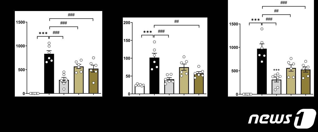 본문 이미지 - 난백알부민(Ovalbumine)으로 유도된 알레르기성 비염 마우스 모델에서 백두옹 추출물에 의해 알레르기 비염 혈액질환지표들이 개선됨을 확인했다. (한의학연 제공) /뉴스1