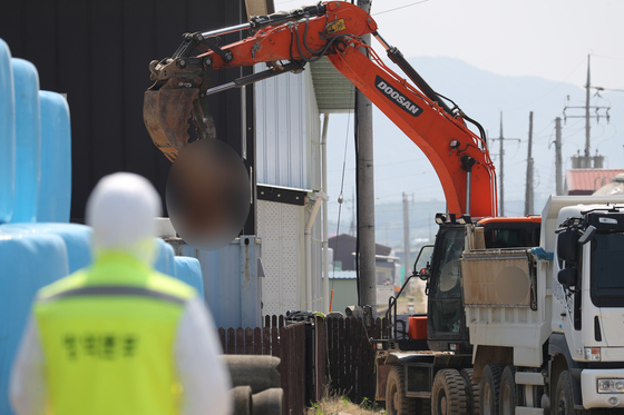 '구제역 발병' 강화 농장서 소 243마리 살처분·매몰 완료