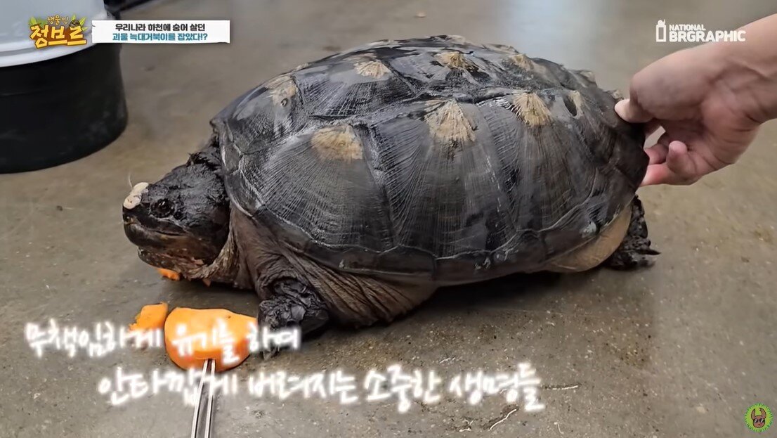 본문 이미지 - 당근을 입에 가져다 대자 엄청난 치악력으로 순식간에 당근을 박살 낸 늑대거북. (유튜브 '정브르')