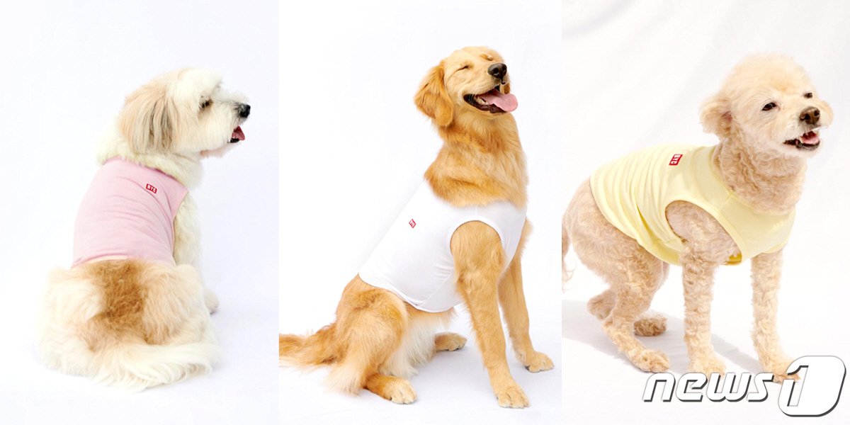 본문 이미지 - 개리야스.(BYC제공)