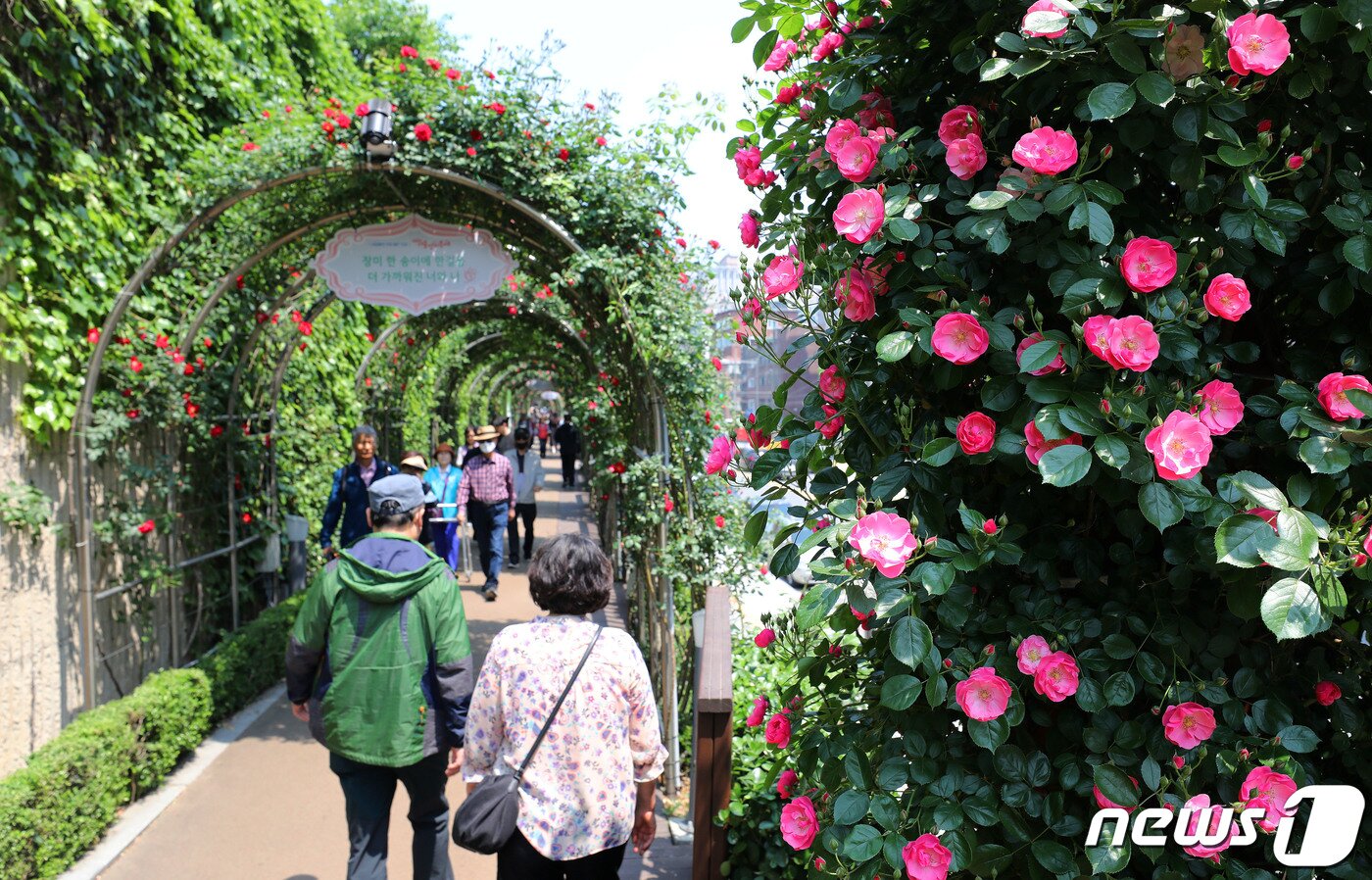 본문 이미지 - 13일 서울장미축제가 열린 서울 중랑구 중랑장미공원을 찾은 시민들이 장미터널을 걸으며 즐거운 시간을 보내고 있다. 서울장미축제는 28일까지 계속된다. 2023.5.13/뉴스1 ⓒ News1 박세연 기자
