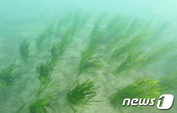 본문 이미지 - 복원 뒤 해초지 모습(환경부 제공) ⓒ 뉴스1