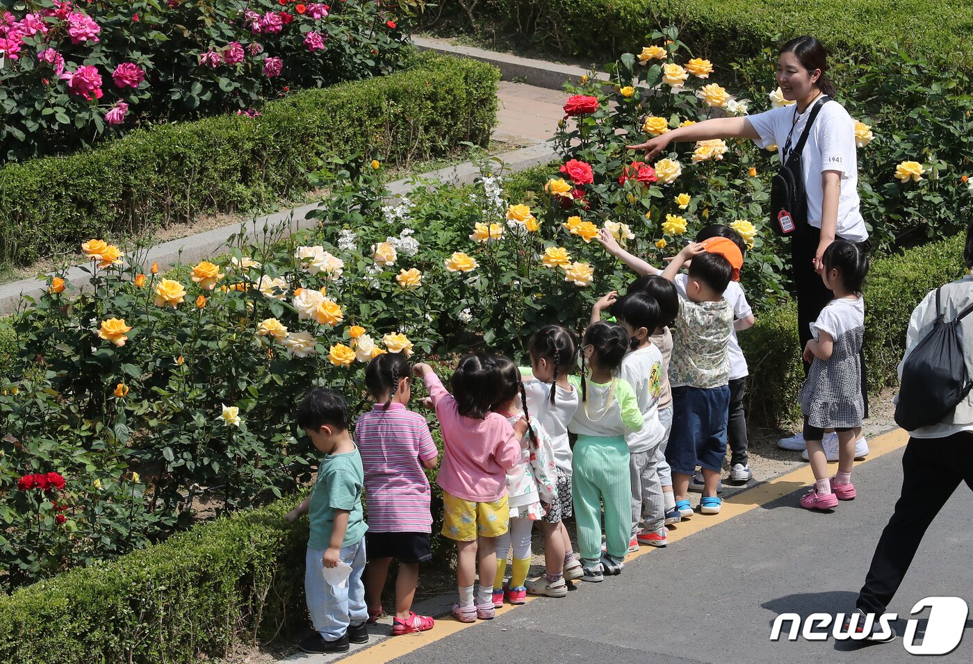 본문 이미지 - 16일 오전 서울 중랑구 수림대 장미정원을 찾은 어린이들이 ‘2023 서울장미축제’를 즐기고 있다. 2023.5.16/뉴스1 ⓒ News1 김진환 기자