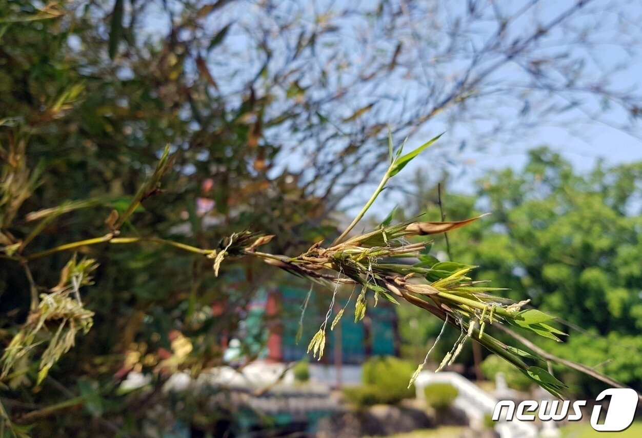 본문 이미지 - 충북 증평군 증평읍 연탄리 한국불교 태고종 보타사에 100년에 한 번 꽃을 피운다는 대나무꽃이 피었다.2023.05.16/뉴스1 ⓒ News1 엄기찬 기자