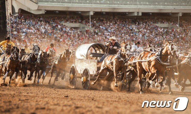 본문 이미지 - 카우보이 경주 대회(캐나다관광청 제공)