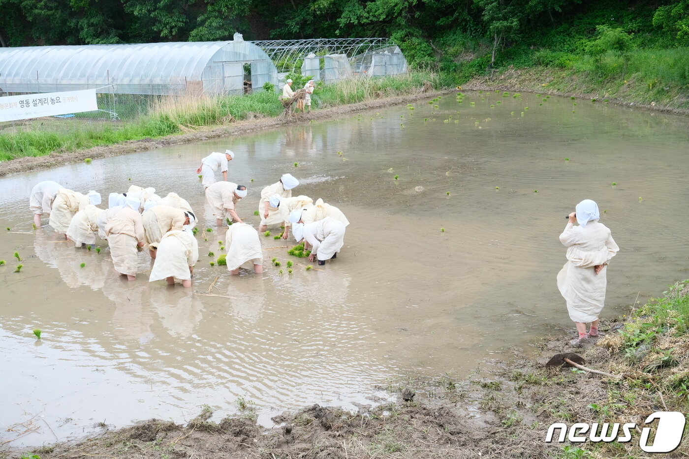 본문 이미지 - 19일 충북 영동군 설계리 농요보존회가 논에서 충북무형문화재 6호인 설계리 농요 공개행사를 하고 있다. (영동군 제공) 