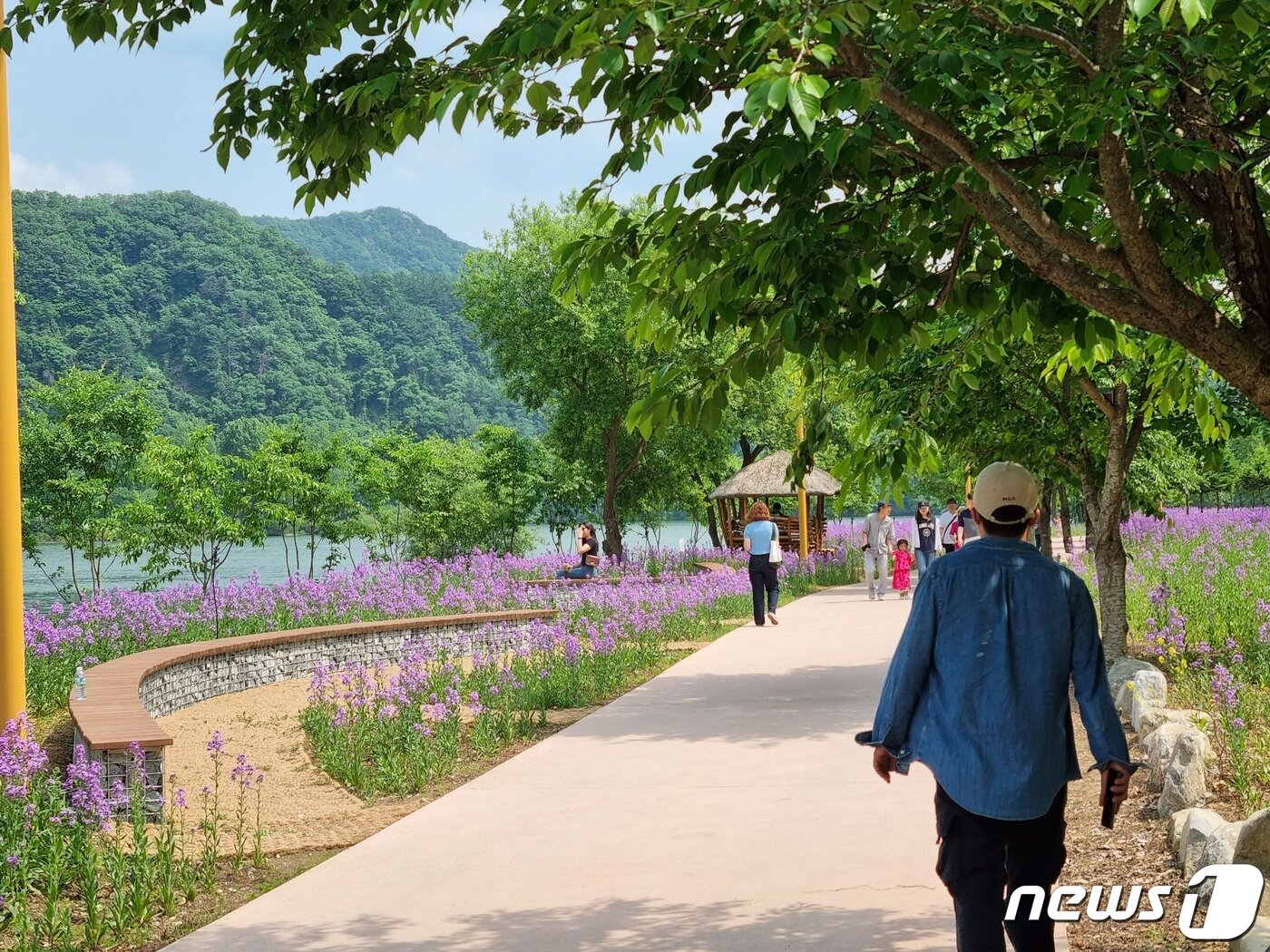 본문 이미지 - 20일 경기 가평군 자라섬 남도 꽃정원에서 한 남성이 따뜻한 햇살을 맞으며 보랏빛 꽃길을 걷고 있다.2023.5.20./뉴스1 양희문 기자 