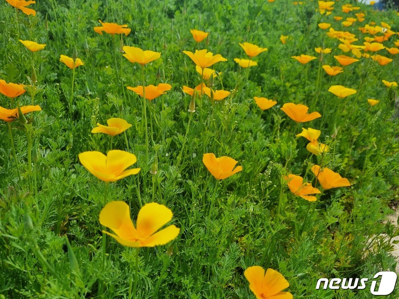 본문 이미지 - 20일 경기 가평군 자라섬 남도 꽃정원을 캘리포니아 양귀비가 수놓고 있다.2023.5.20.뉴스1 양희문 기자