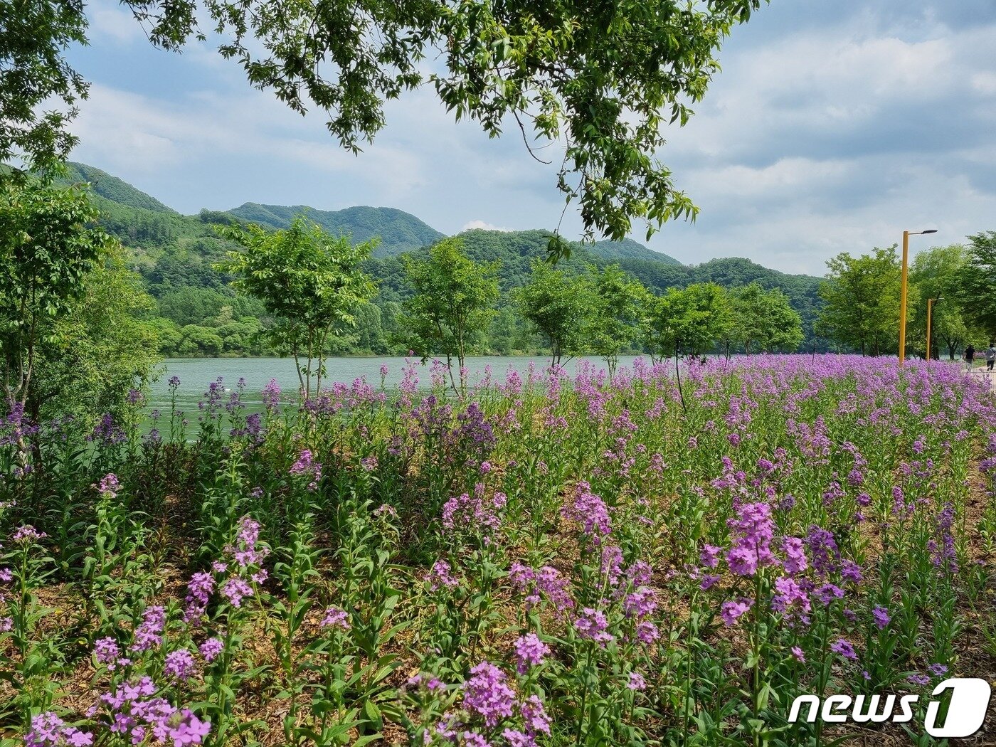 본문 이미지 -  보랗게 물든 유채꽃들 너머로 북한강이 보인다.2023.5.20./뉴스1 양희문 기자