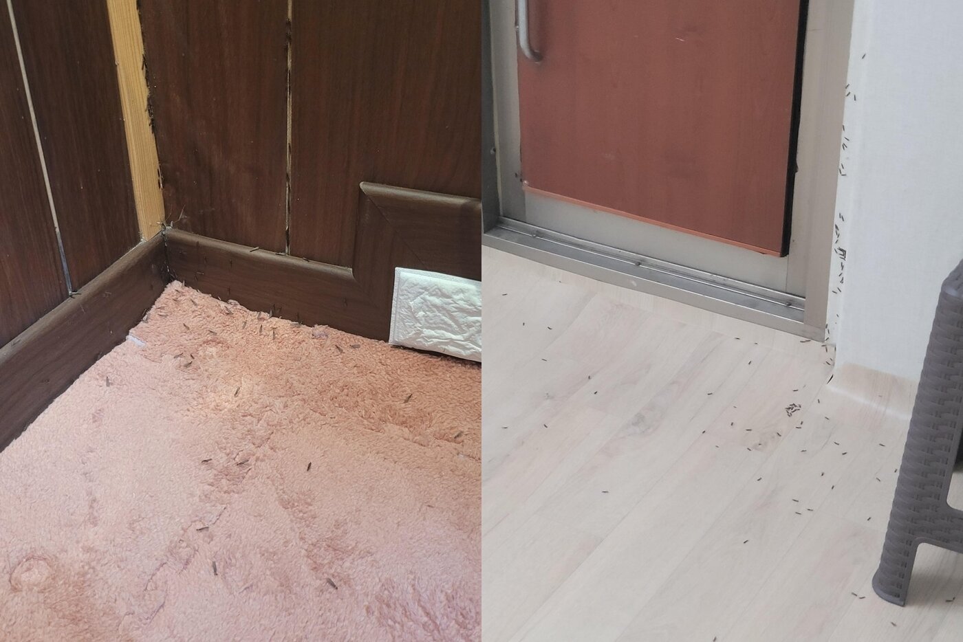 본문 이미지 - (온라인 커뮤니티 갈무리)