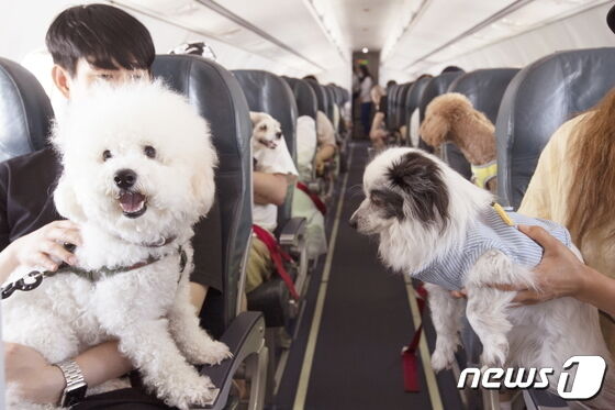 반려견들이 비행기 출발을 기다리고 있다. (로얄캐닌 제공) 2023.5.22/뉴스1
