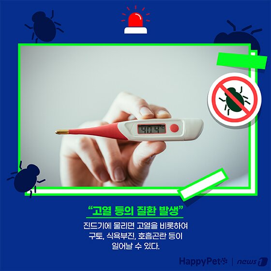 본문 이미지 - 여름철 진드기 펫카드