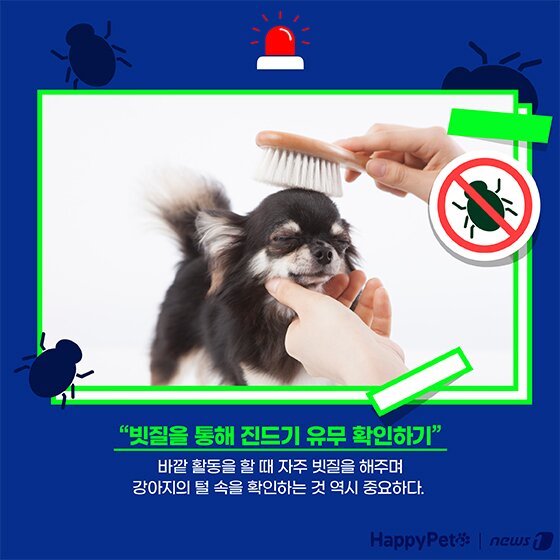 본문 이미지 - 여름철 진드기 펫카드