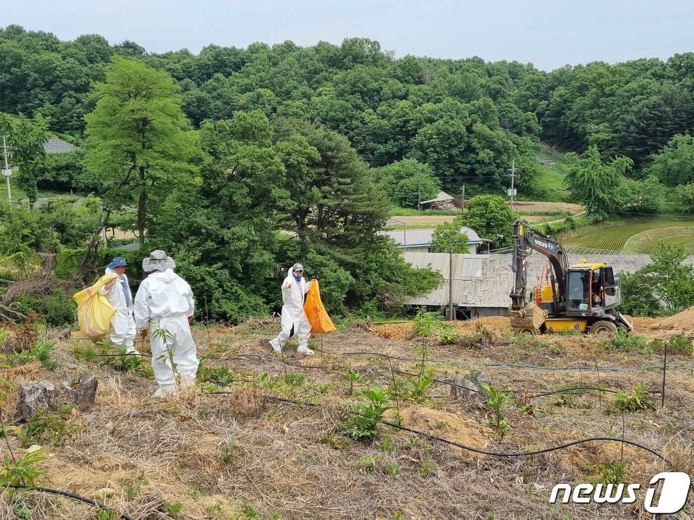 본문 이미지 - 24일 방역당국이 과수화상병이 발생한 경기 양평군 한 사과농장에서 방역 작업을 벌이고 있다.2023.05.24./뉴스1 양희문 기자 