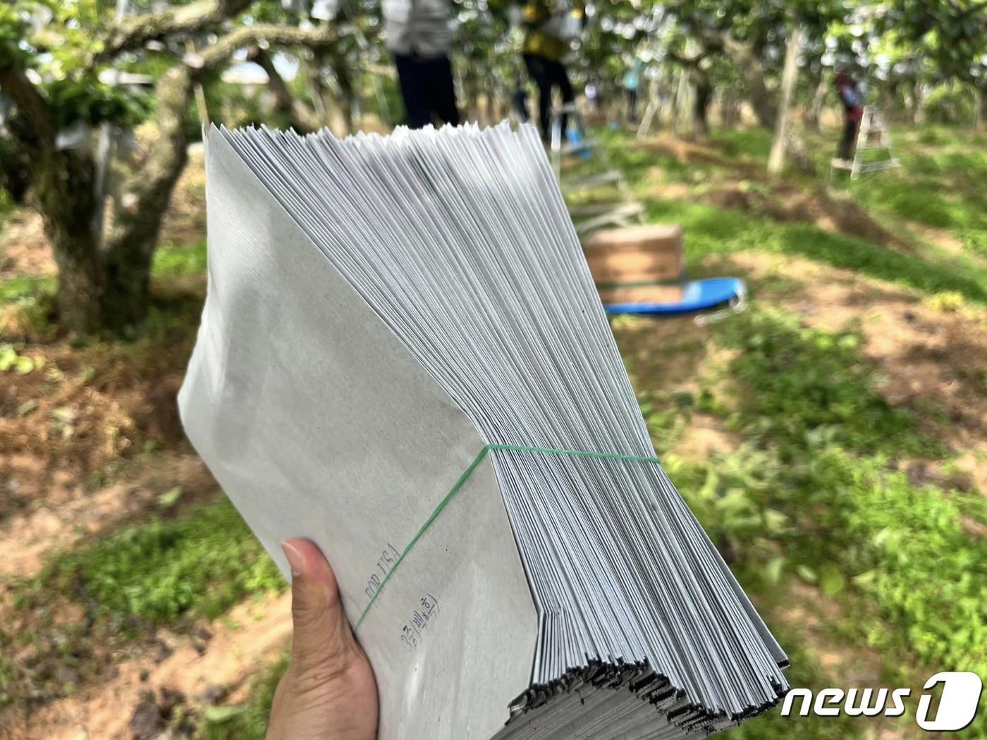 본문 이미지 - 나주배 씌우는 봉지. ⓒ News1