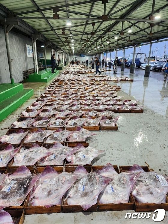 전북 군산 해망동에 자리한 수협 위판장에서 홍어 경매가 진행되고 있다.(군산수협 제공) 2023.5.29/뉴스1