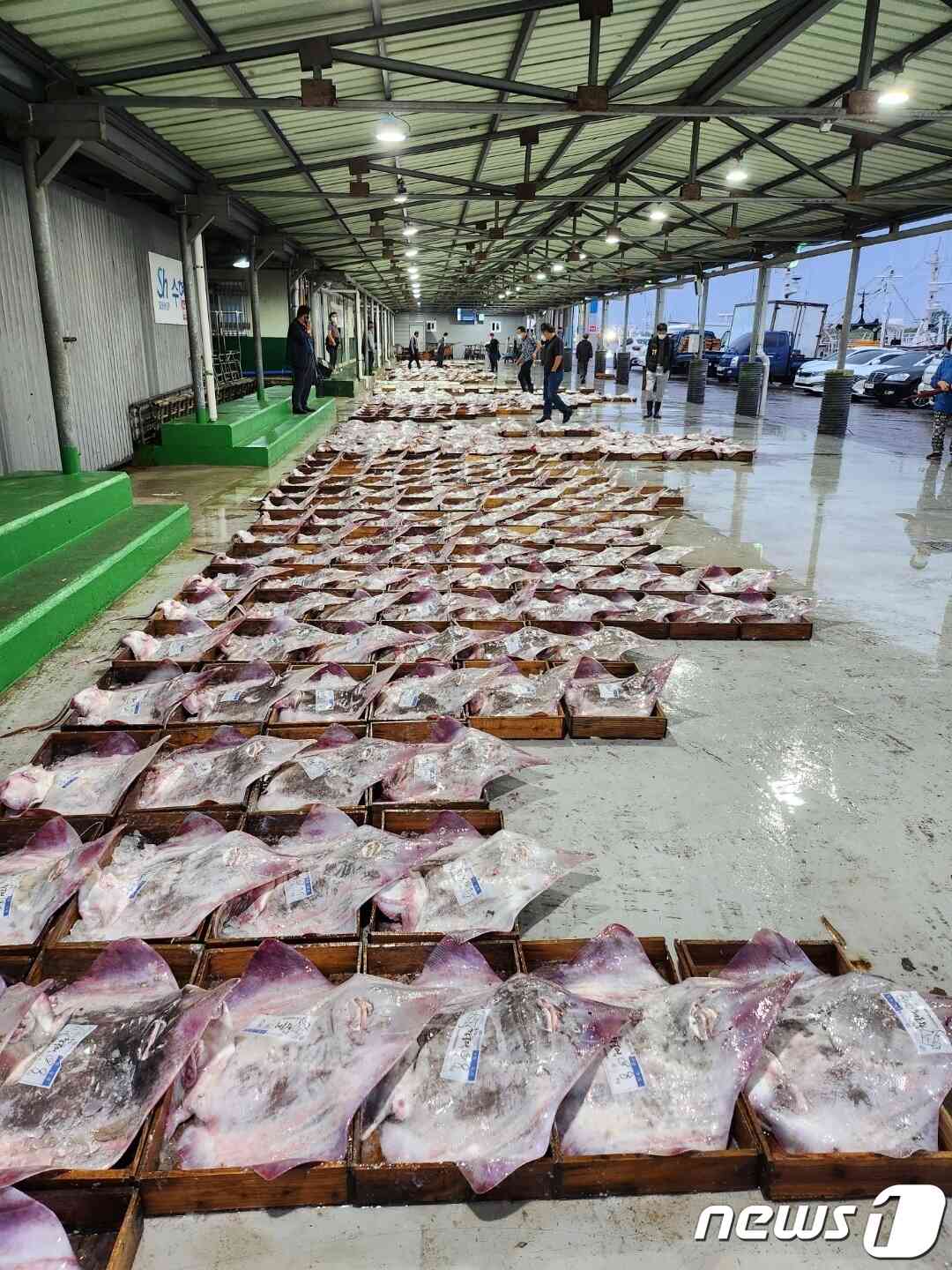 전북 군산 해망동에 자리한 수협 위판장에서 홍어 경매가 진행되고 있다.(군산수협 제공) 2023.5.29/뉴스1