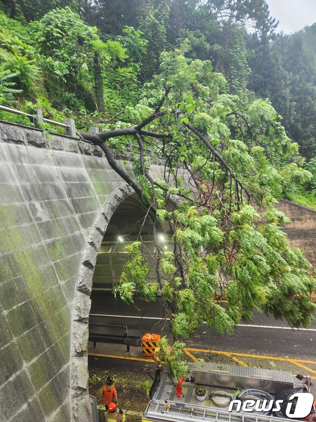 본문 이미지 - 29일 전북지역에 많은 비가 내린 가운데 전주시 진북터널 앞으로 나무가 쓰러져 있다. 이 곳은 한때 교통이 통제됐다. 현재는 모두 복구된 상태다.2023.5.29.(전북소방본부 제공)/뉴스1  