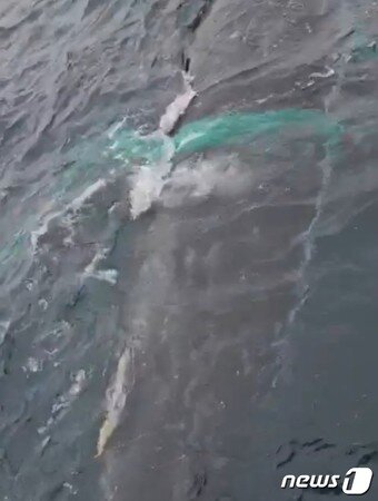 본문 이미지 - 희귀종 '혹등고래'가 경남 홍도 동편 앞바다에서 그물망에 감긴 채 낚시선박 주위를 맴돌고 있다(제보 영상 갈무리)