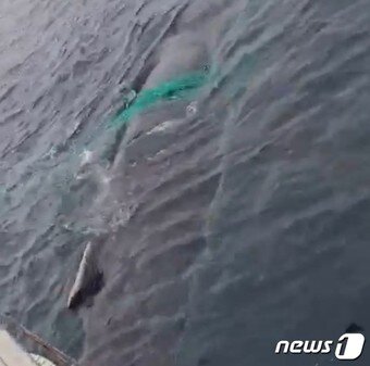 본문 이미지 - 희귀종 '혹등고래'가 경남 홍도 동편 앞바다에서 그물망에 감긴 채 낚시선박 주위를 맴돌고 있다(제보 영상 갈무리)