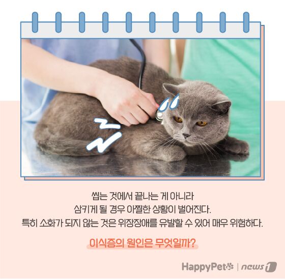 고양이 이식증 펫카드 © 뉴스1