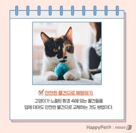 고양이 이식증 펫카드 © 뉴스1