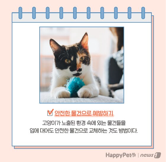 본문 이미지 -  고양이 이식증 펫카드 ⓒ 뉴스1