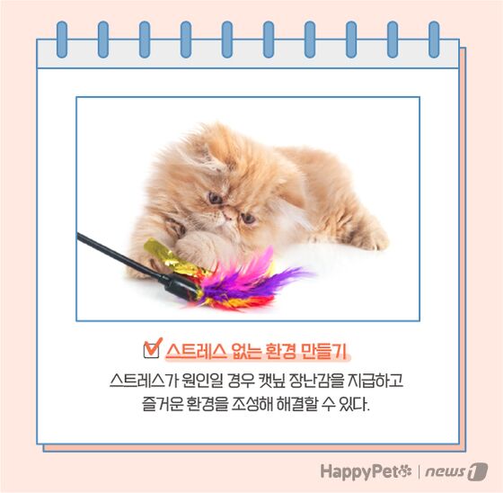 고양이 이식증 펫카드 © 뉴스1