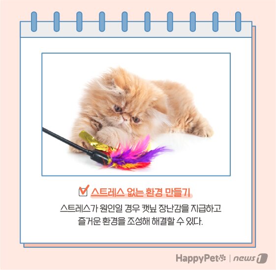 본문 이미지 -  고양이 이식증 펫카드 ⓒ 뉴스1