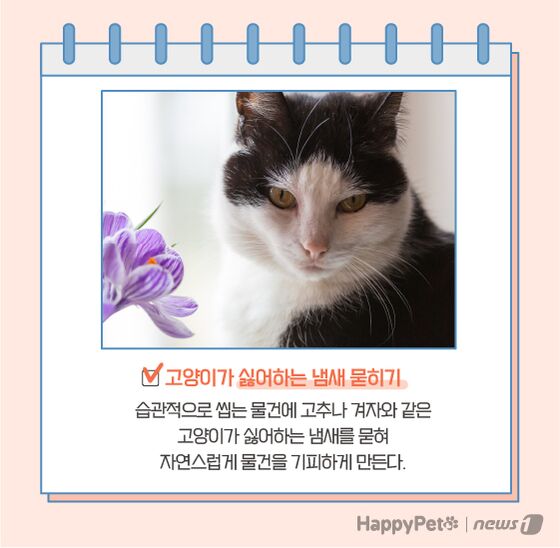 고양이 이식증 펫카드 © 뉴스1