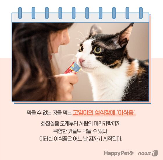 고양이 이식증 펫카드 © 뉴스1